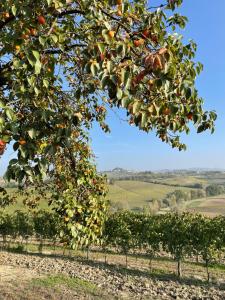 Afbeelding uit fotogalerij van Locazione turistica Cascina Pela in Castagnole Lanze