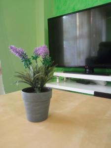 uma planta em vaso sentada numa mesa em frente a uma televisão em Cal Turuta em Vilanova i la Geltrú