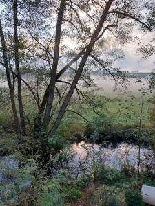 un albero e un corpo d'acqua in un campo di Schöne Wohnung direkt am Bach a Neunkirchen am Sand