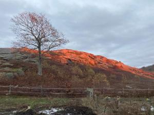 a tree on the side of a hill with red rocks at Vana Kuti-cabin in the woods in Camden