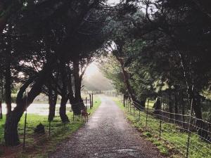 a dog walking down a dirt road with trees at Tentrr - Cranberry Overlook at Black Moon Farms in Langlois