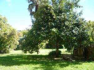 an apple tree in the middle of a field at MARC in Saint-Paul-Trois-Châteaux