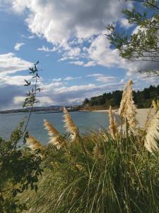 een veld van hoog gras naast een waterlichaam bij Морските Апартаменти на НИКО in Nesebar