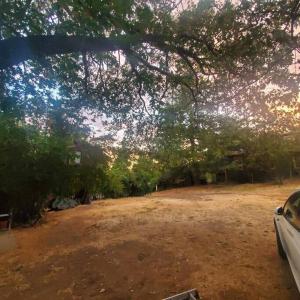 a view of a dirt field under a tree at Cozy, Cheerful & Charming Cabin - Historic Julian in Julian