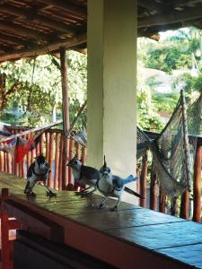 two birds standing on top of a table at HOTEL GEORGI CR in Guanacaste