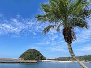 un palmier installé sur la plage à côté de l'eau dans l'établissement ビーチ徒歩１分のプライベート空間、民宿やまぐち, à Susami