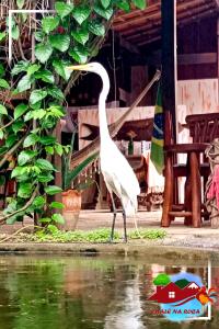 un oiseau blanc debout à côté d'une masse d'eau dans l'établissement Pousada Chalé na Roça Penedo, à Penedo