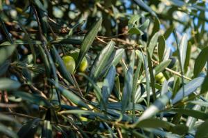 an olive tree with green olives on it at Re dream suite a tema - Rapallo in Rapallo