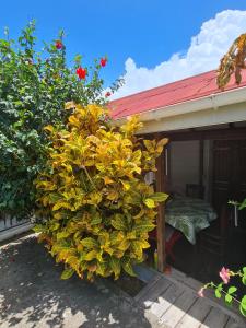 a large yellow plant in front of a house at Chez Gisèle et Philippe in Terre-de-Haut