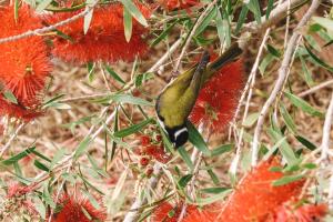 a bird is eating berries from a tree at Callistemon in Bremer Bay