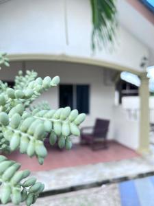 Ein Haufen grüner Pflanzen vor einem Haus in der Unterkunft Dhania Cenang Beach Motel in Pantai Cenang