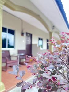 a plant with pink flowers in a room at Dhania Cenang Beach Motel in Pantai Cenang
