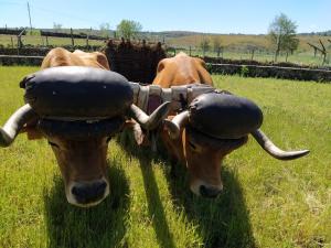 duas vacas com chifres grandes num campo em Aldeia de Moura Morta 