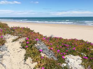 a beach with pink flowers in the sand and the ocean at Montenegro - BTB in Denia