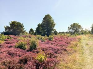 a field of pink flowers on a hill with trees at Van Heeckeren Hotel in Nes