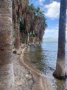 a row of palm trees on a beach next to the water at Sea of Galilee Tiberius apartment with panoramic sea view in Tiberias