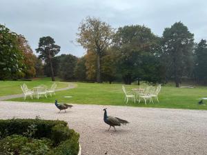 twee pauwen die in een park lopen met tafels en stoelen bij Rossington Hall in Doncaster +23 foto's