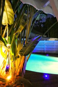 une plante assise à côté d'une piscine la nuit dans l'établissement Studio Malacca et Malanga- Ô Cœur de Deshaies, à Deshaies