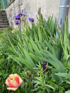 un jardin avec des fleurs violettes et roses à côté d'un mur dans l'établissement Petite maison de caractère, à Parey-sous-Montfort