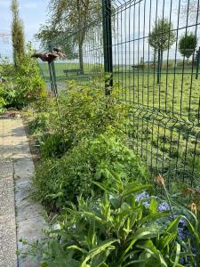 un jardin avec un oiseau perché sur un poteau à côté d'une clôture dans l'établissement Petite maison de caractère, à Parey-sous-Montfort