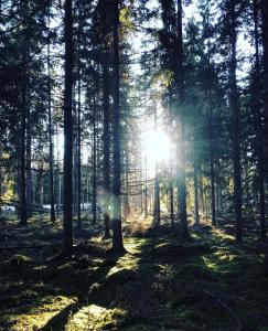 a forest with the sun shining through the trees at Ruth & Iris Cottage in Nässjö