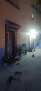 a group of cats sleeping in a parking lot next to a building at Mehdi House in Chefchaouen