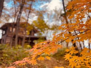 a tree with yellow leaves in front of a house at Chise Fukuro in Furano