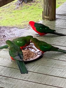 Animales en la casa o chalet o alrededores