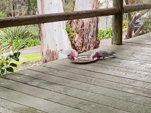 Imagen de la galería de Lorne Groovy Ocean View Log House, Pet Friendly, FREE WIFI wine & chocolates kangaroos in the evening, en Lorne
