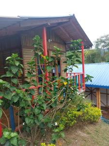 a small house with a tree in front of it at Las cabañas del escobo - CABAÑA TUCÁN in Nimaima