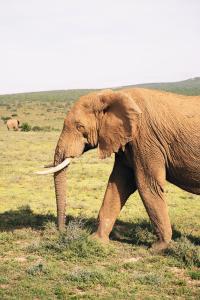 an elephant walking in a field of grass at Camp Figtree by The Oyster Collection in Addo