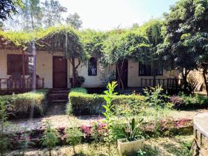 BhurkīāにあるJungle Heaven Hotel and Cottageの植物の家の前庭
