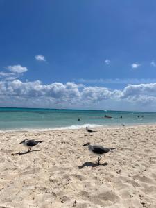 Tres pájaros de pie en una playa con el océano en Apartament Międzyzdroje z widokiem na morze, en Międzyzdroje