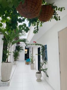 a hallway with potted plants in a building at Comunidad Calle 13 Hotel Boutique in Santa Marta