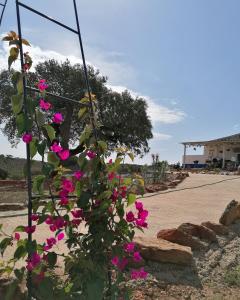 una planta con flores rosas en un poste en Monte Beatriz, en Reguengos de Monsaraz