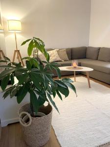 a living room with a couch and a potted plant at Keskuse apartment with a balcony in Haapsalu