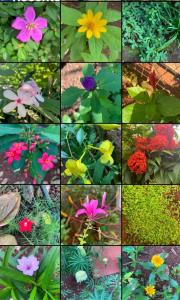 a group of different colored flowers in a collage at Triskelion - Bed and Breakfast, Family home stay by Joshi Brothers in Dapoli