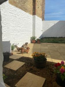 two dogs are standing on a patio at Two Bedroom Cosy Character Cottage Sleeps 4 