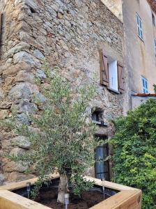 ein Baum in einem Pflanzgut vor einem Steingebäude in der Unterkunft The Cosy Home Corbara by 1722 in Corbara