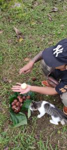 a person holding a plate of food next to a cat at Tegal Jero Homestay in Jatiluwih