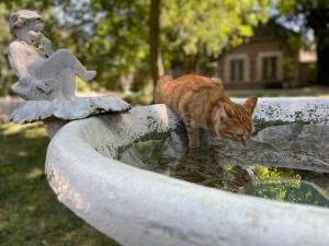 un gatto che beve acqua da un bagno di uccelli di Villa Joséphine a Brienne-le-Château