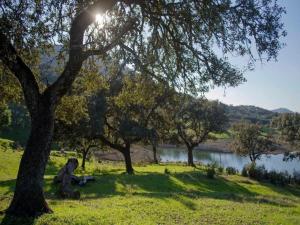 un árbol sentado en el césped junto a un lago en Finca La Vicacaria LIMONERO, en Zufre