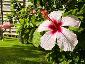 A garden outside Apto. Tobago, vistas y urbanización de ensueño