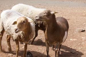 een groep van drie schapen die in het vuil staan bij Wohnung Buganvilla in Agüimes