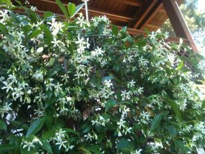 a large bush with white flowers on it at La Casa di Ulisse B&B in Quercianella