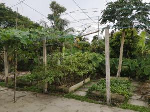 a garden with a bunch of plants at REQUELstore in Sungai Pelik