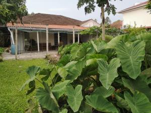 a field of banana plants in front of a house at REQUELstore in Sungai Pelik
