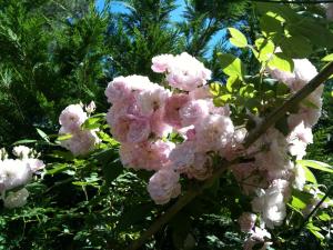 a bunch of pink flowers on a tree at La Casa di Ulisse B&B in Quercianella