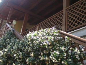 a large plant with white flowers on a staircase at La Casa di Ulisse B&B in Quercianella