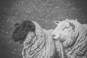 dos ovejas están de pie una junto a la otra en Ferienwohnungen Hachenberger en Langenhorn